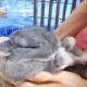 うさぎの仰向け抱っこの仕方･コツはコレ！