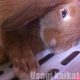 うさぎが寝る時に目を閉じないのは正常？電気は消すべき？
