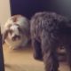 うさぎを犬と同居させる方法･コツとは？注意点はある？