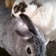 うさぎはオスとメスで性格に違いはある？飼いやすいのはどっち？