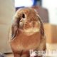 うさぎ（オス）の去勢の必要性とは？どんな効果･メリットがあるの？