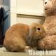 うさぎが指や物を噛む！しつけ･対策の方法とは？