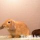 うさぎのくしゃみの原因とは？連続して止まらないのは病気？