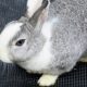 うさぎの臭いの変化に要注意！病気のサインかも？