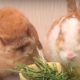 うさぎが牧草を食べなくなった!原因と対処法は? うさぎが牧草を食べなくなった!原因と対処法は?