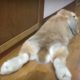 うさぎの気持ちが分かる行動･表現17選！【動画で分かりやすく】