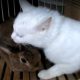うさぎと猫を同居させる方法やコツを解説！